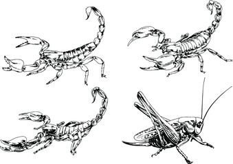 vector drawings sketches different insects bugs Scorpions spiders drawn in ink by hand , objects with no background