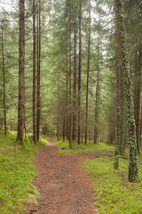 A single mountain path splits in two different directions.