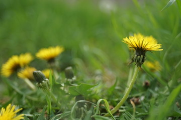 Lovely yellow dandelions growing in a spring garden.