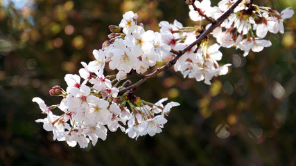 Obraz premium 春の風物詩 サクラ満開