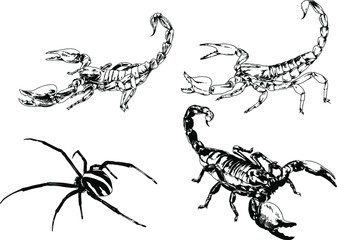 vector drawings sketches different insects bugs Scorpions spiders drawn in ink by hand , objects with no background