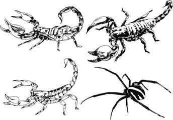 vector drawings sketches different insects bugs Scorpions spiders drawn in ink by hand , objects with no background