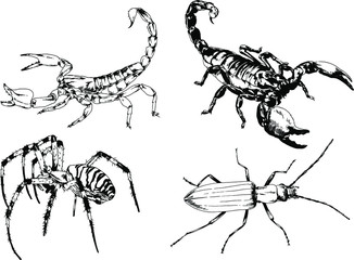 vector drawings sketches different insects bugs Scorpions spiders drawn in ink by hand , objects with no background