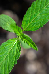 Hemp plant seedling growing macro detail cannabis