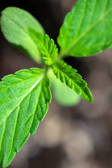 Hemp plant seedling growing macro detail cannabis