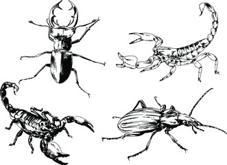 vector drawings sketches different insects bugs Scorpions spiders drawn in ink by hand , objects with no background