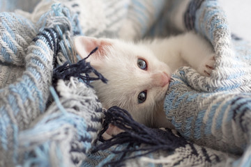 Blue-eyed white kitten in a blue blanket. © Ken