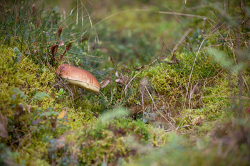 Boletus Edulis grown up inside a forest in Dolomites (Italy)