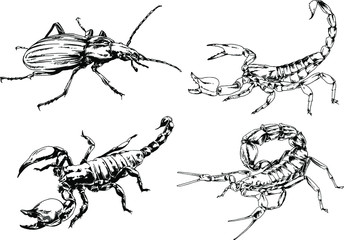 vector drawings sketches different insects bugs Scorpions spiders drawn in ink by hand , objects with no background