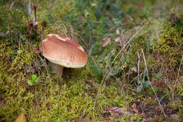 Boletus Edulis grown up inside a forest in Dolomites (Italy)