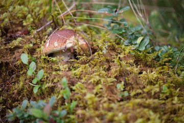 Boletus Edulis grown up inside a forest in Dolomites (Italy)
