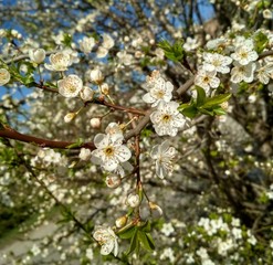 apple tree blossom