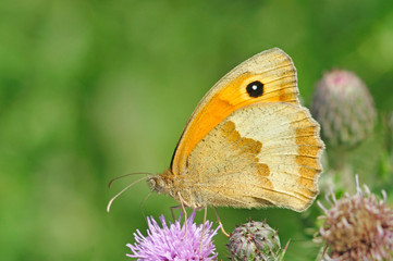 gatekeeper butterfly feeding on wild thistles in meadow