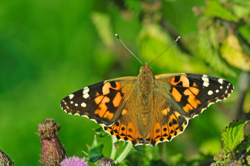 Fototapeta na wymiar cynthia vanessa painted lady butterfly on thistles in wild meadow