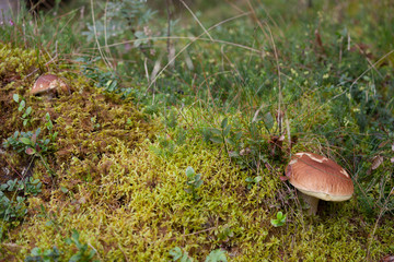 Boletus Edulis grown up inside a forest in Dolomites (Italy)