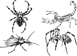 vector drawings sketches different insects bugs Scorpions spiders drawn in ink by hand , objects with no background