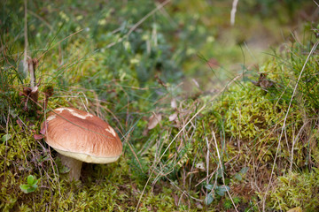 Boletus Edulis grown up inside a forest in Dolomites (Italy)