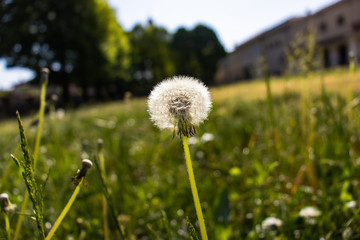 Dandelion among green grass in Spring