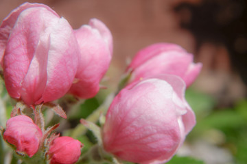 A light pink flower bud in the spring