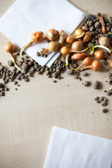  Sprouted bulbs  on   table in   home garden