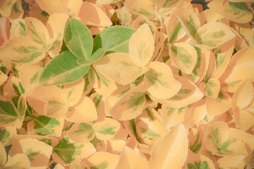 Soft yellow and green Leaf background