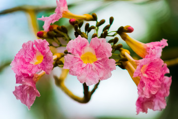 Obraz premium pink cherry blossom