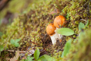 A mushroom grown up inside a forest in Dolomites (Italy)