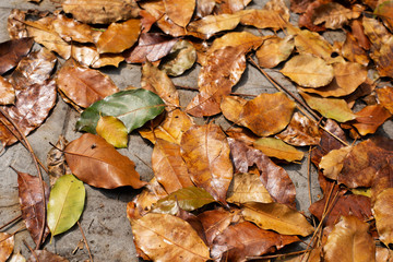fallen autumn leaves