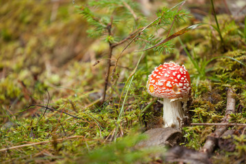 Young Amanita Muscaria grown up inside a forest in Dolomites (Italy)