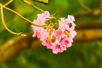 pink cherry blossom