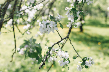 Blossoming of apple tree in spring with green leaves, macro, frame. Branches of a tree in spring season. Spring background