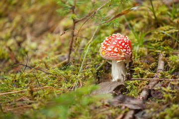 Young Amanita Muscaria grown up inside a forest in Dolomites (Italy)