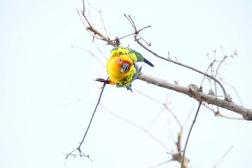 Lovebird1