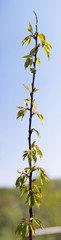 Young tree growing in spring time
