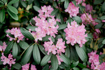 rhododendron