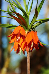Kaiserkrone (Fritillaria imperialis) im Wald - orange Lilie (Liliaceae)