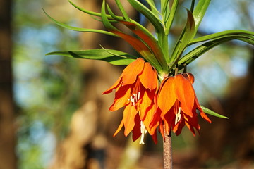 Kaiserkrone (Fritillaria imperialis) im Wald - orange Lilie (Liliaceae)