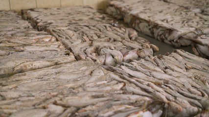 Frozen fish in the production. Frozen sprat brick on the ice. Organic small fish production. Fish...