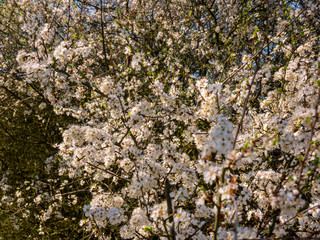 Dense flowering white flowers on young wild cherry (Prunus avium)