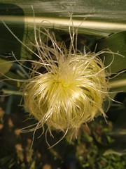  Close up of dandelion green and natural and Corn red and yellow flower beautiful