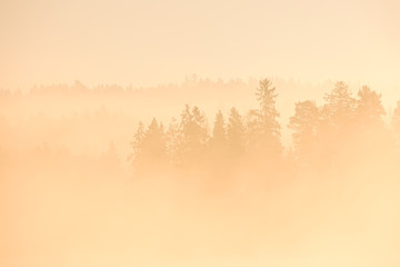 Forest in mist at sunrise, Sweden.