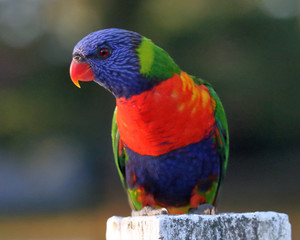 Rainbow Lorikeet on a post