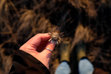 Field plants in the hand. A bouquet of dried flowers. Spring in the field. Top view, blurred background