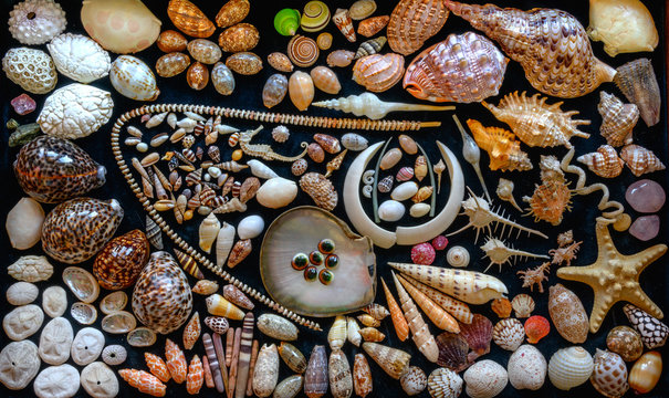 Arranged Marine Shell Collection