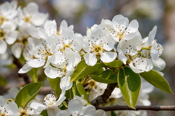 bee on a flowering pear