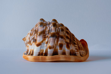 Bull Mouth Helmet Shell. Cypraecassis Rufa L.