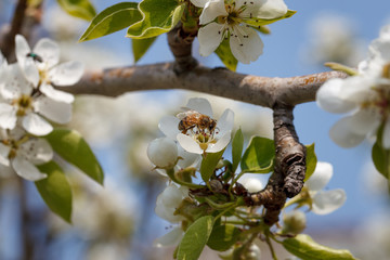 bee on a flowering pear