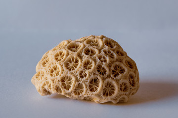 Coral skeleton. South Pacific