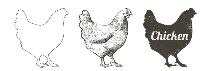 Fototapeta chicken, hen bird. Poultry, broiler, farm animal feeding. Vintage Easter card. Egg packaging design. Realistic sketch, line, silhouette, engraving illustration. obraz