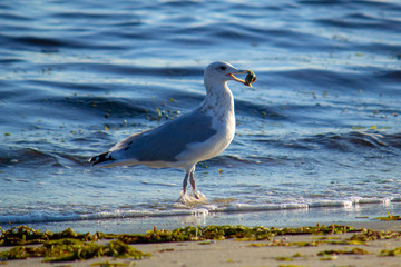 seagull on the shore
